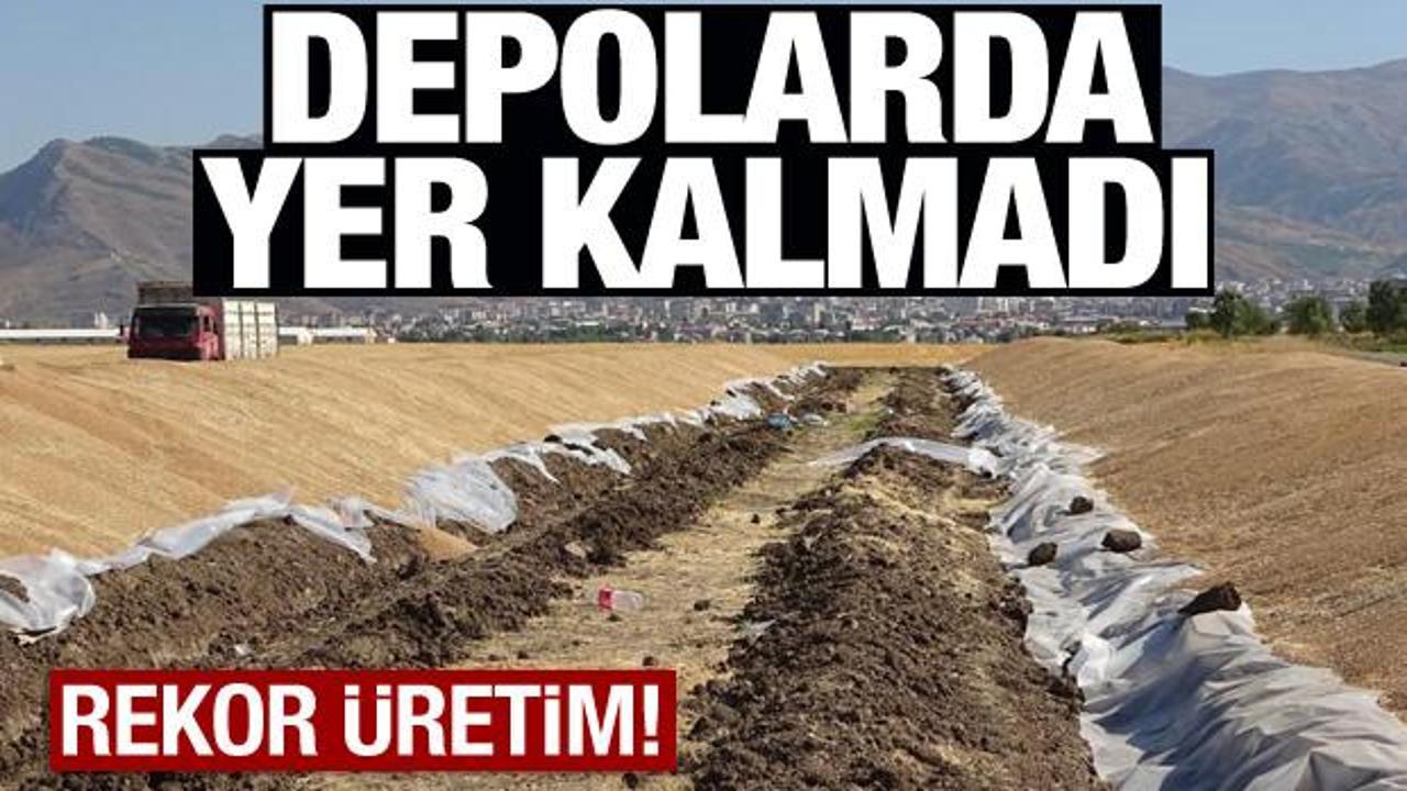 Zeytinyağından sonra buğdayda da rekor üretim! Depolarda yer kalmadı