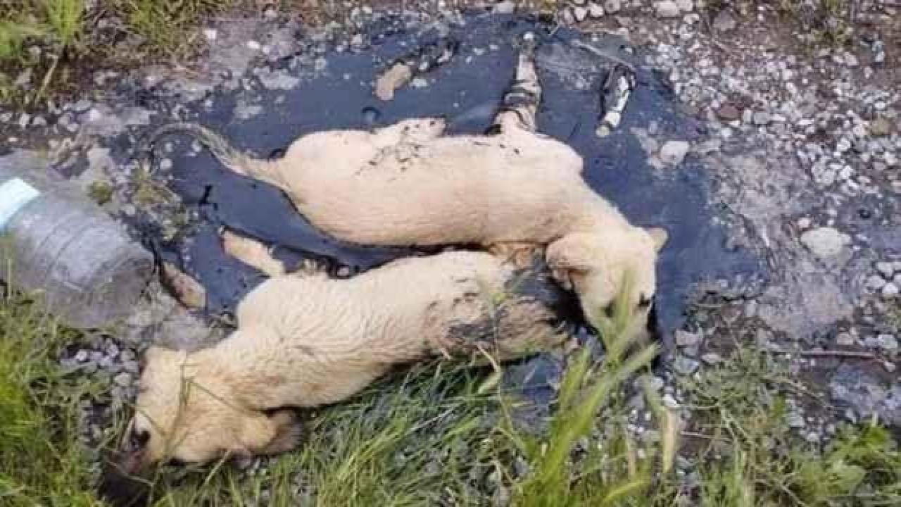 Zifte yapışan köpekleri belediye ekibi kurtardı