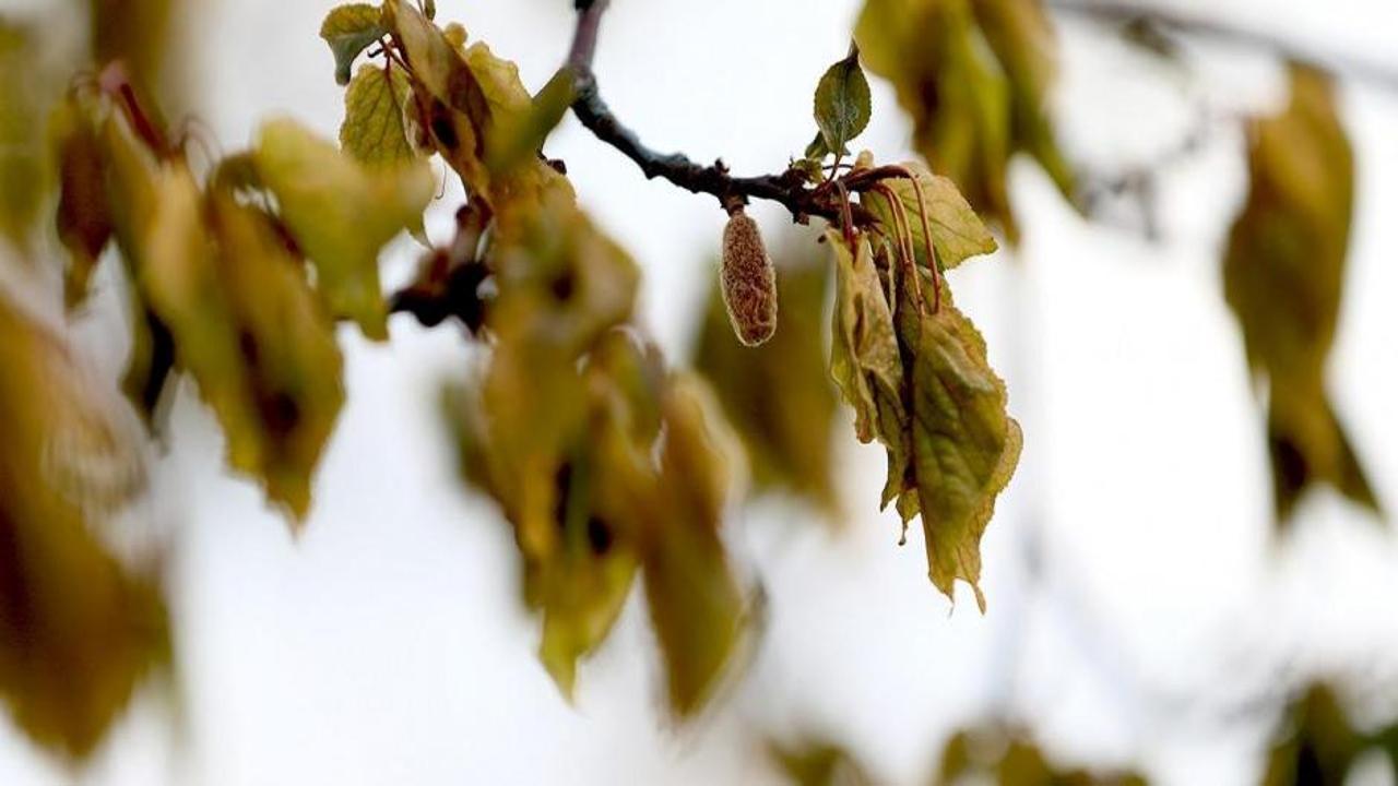 Zirai dondan en çok etkilenen ürünler açıklandı