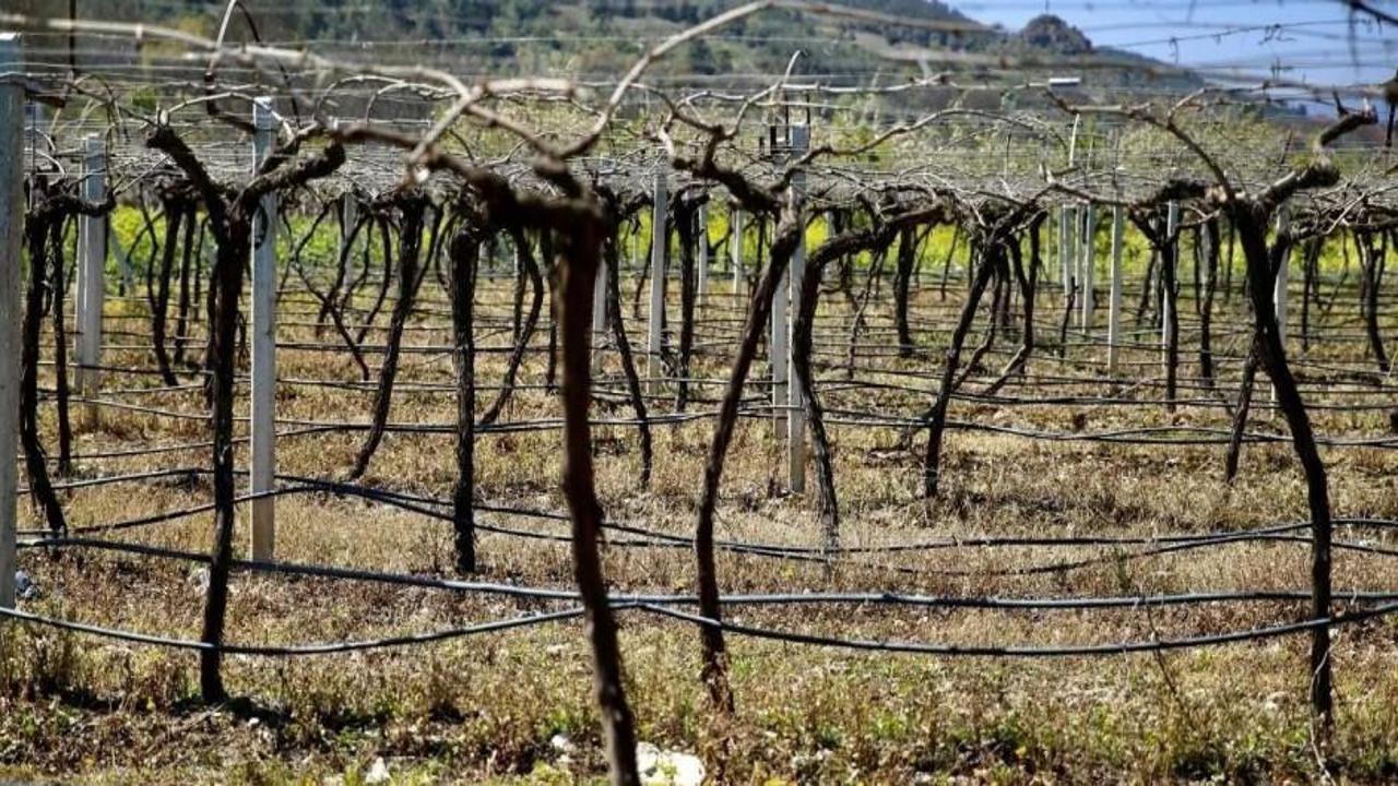 Zirai dondan etkilenen tüm çiftçilere müjde!