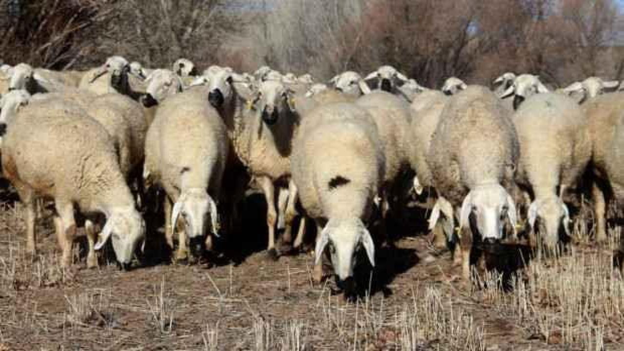 Zonguldak'ta şap alarmı: 215 köy karantinaya alındı!